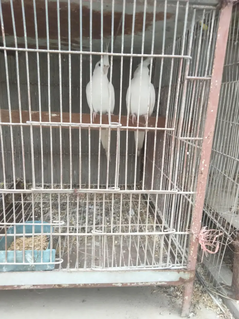 Cockatiel Albeno red eyes — photo 2