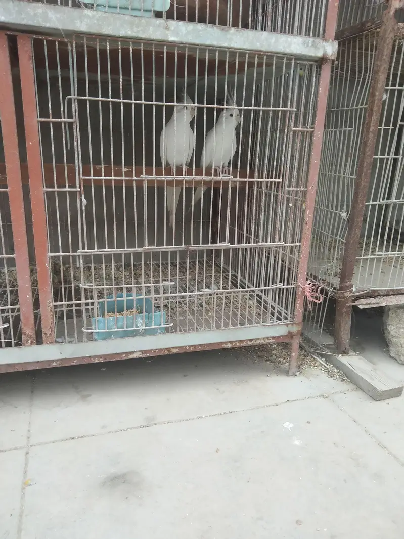Cockatiel Albeno red eyes — photo 3