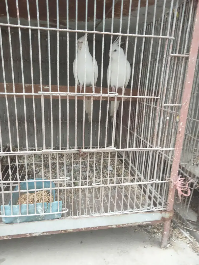 Cockatiel Albeno red eyes — photo 4