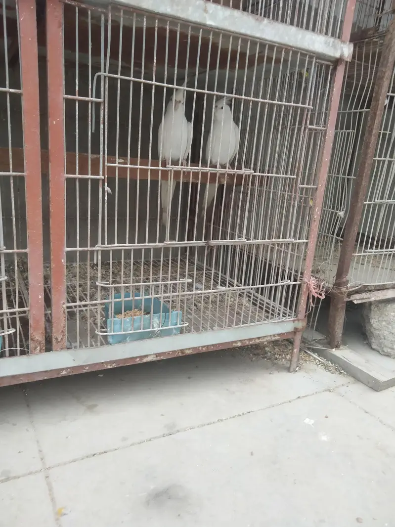 Cockatiel Albeno red eyes — photo 5