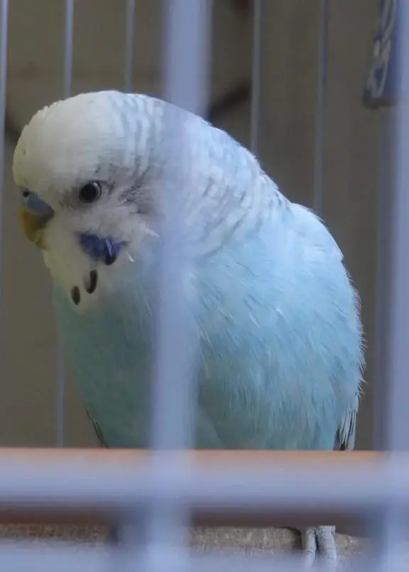 Healthy Australian parrots — photo 4