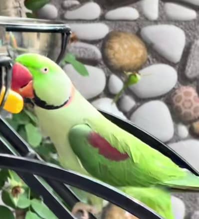 Kashmiri raw parrot for sale and time vice train vaccine mukammal