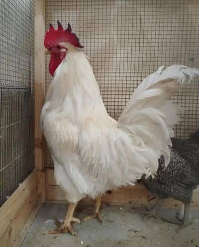 beautiful white Big size murga