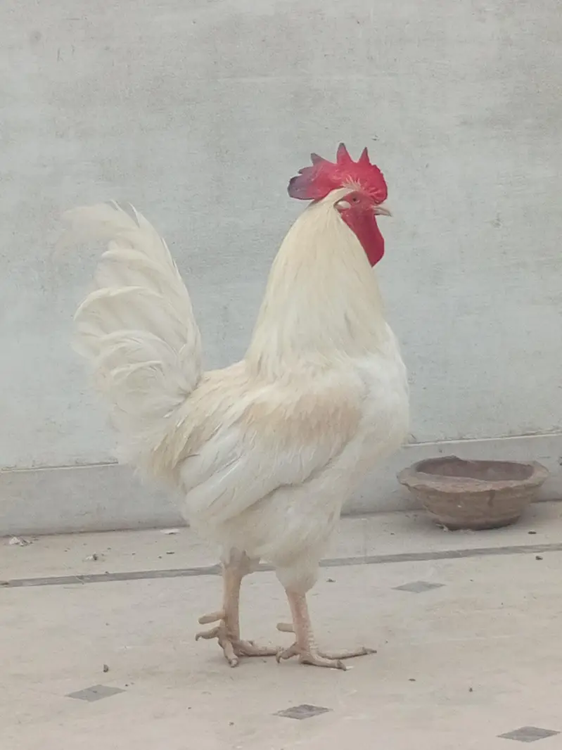 beautiful white Big size murga — photo 2