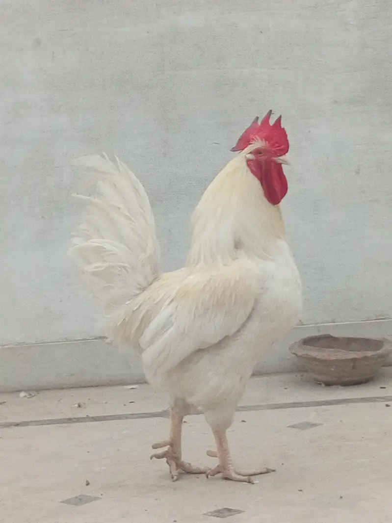 beautiful white Big size murga — photo 3