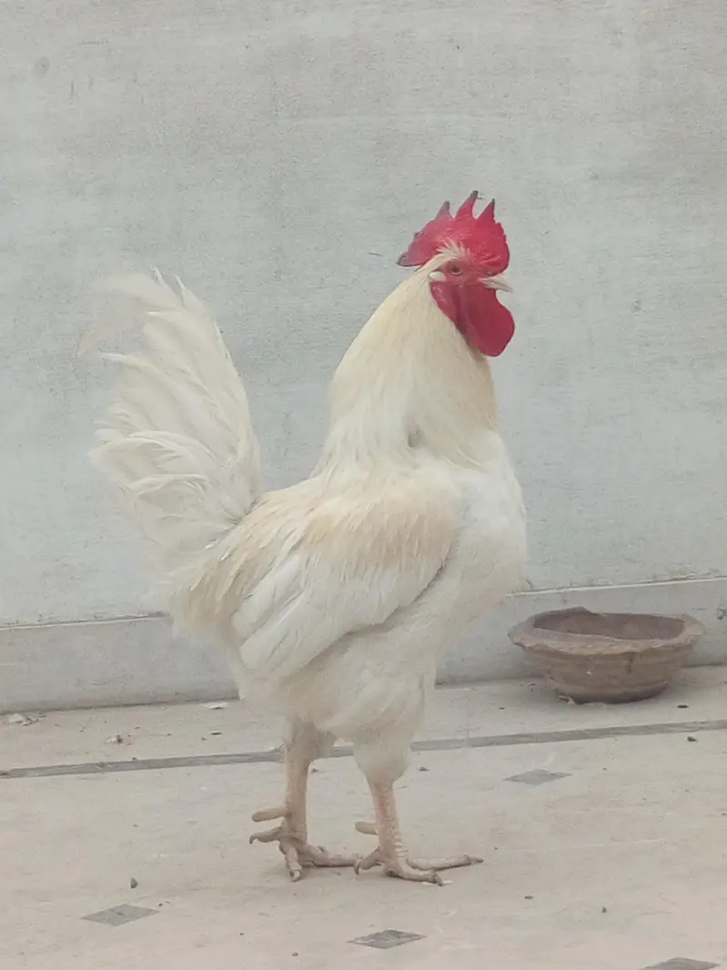 beautiful white Big size murga — photo 5