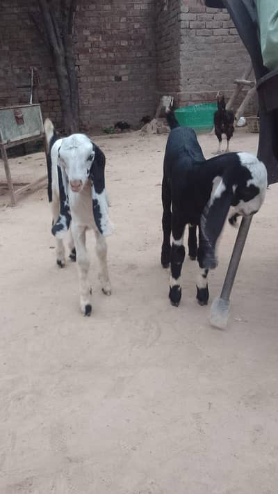 Healthy and Beautiful goats for sale