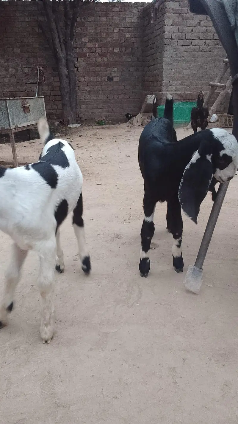 Healthy and Beautiful goats for sale — photo 2