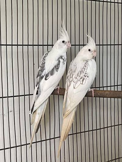 V Pearl Pied pair with 3 chicks Available