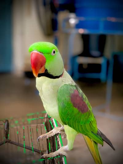 Raw parrot