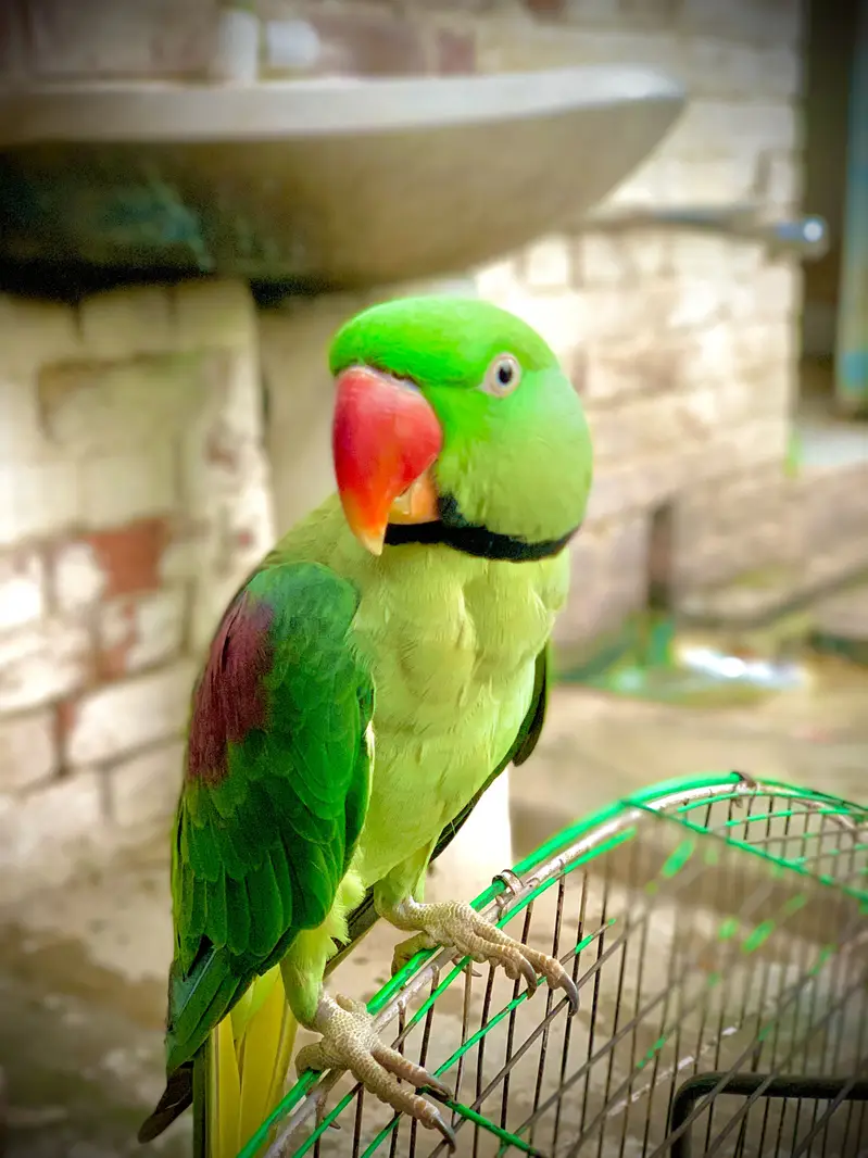 Raw parrot — photo 2