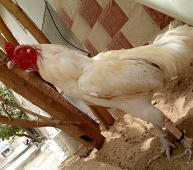 Hera murga murgi for sale