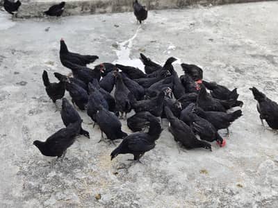 Australorp morghia for sale