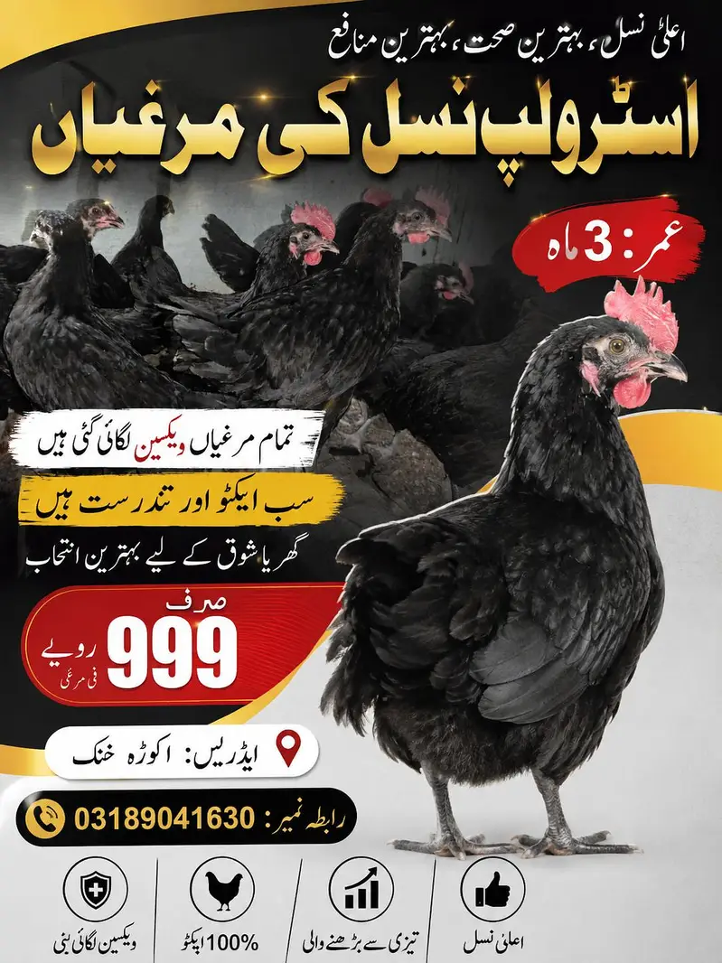 Australorp morghia for sale — photo 2