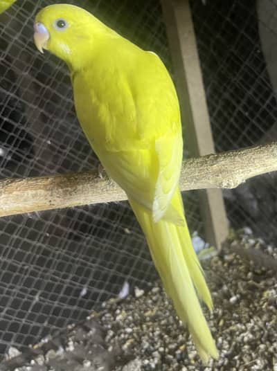 Budgies for sale