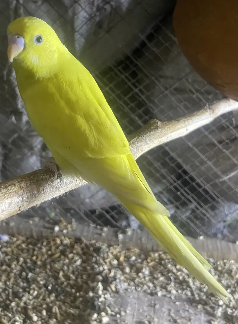 Budgies for sale — photo 2