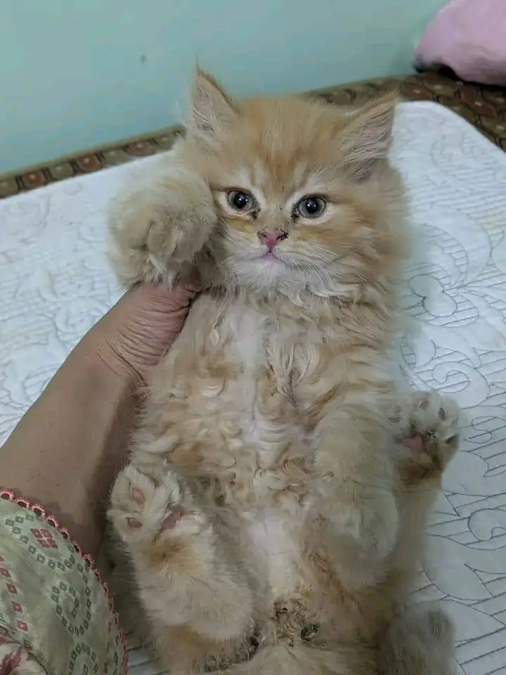 kiQuality Persian Kittens 3 Coated \/\/atsp 0Ʒ4816363,,,,^⁠_⁠^ — photo 2