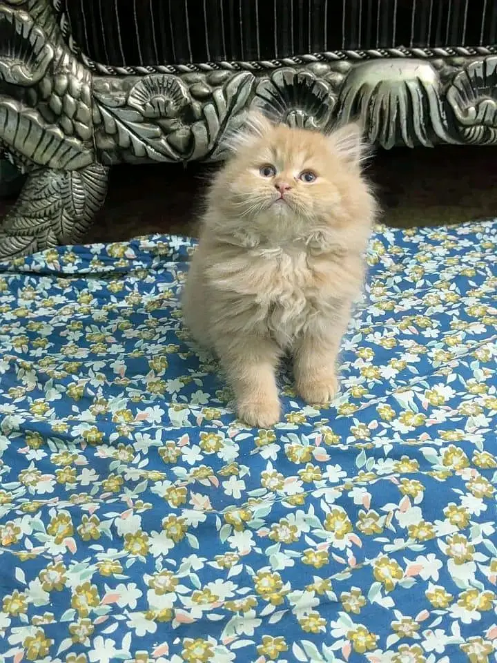 kiQuality Persian Kittens 3 Coated \/\/atsp 0Ʒ4816363,,,,^⁠_⁠^ — photo 3