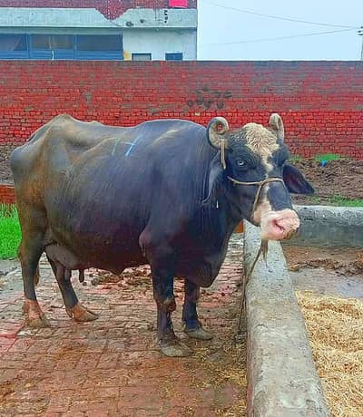gabban buffalo bhains maj 1 weak baki