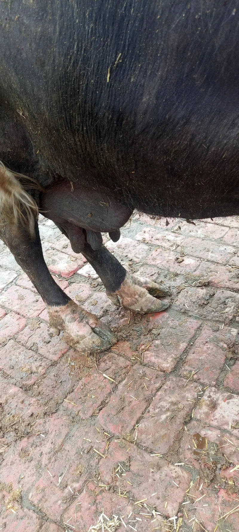 gabban buffalo bhains maj 1 weak baki — photo 2