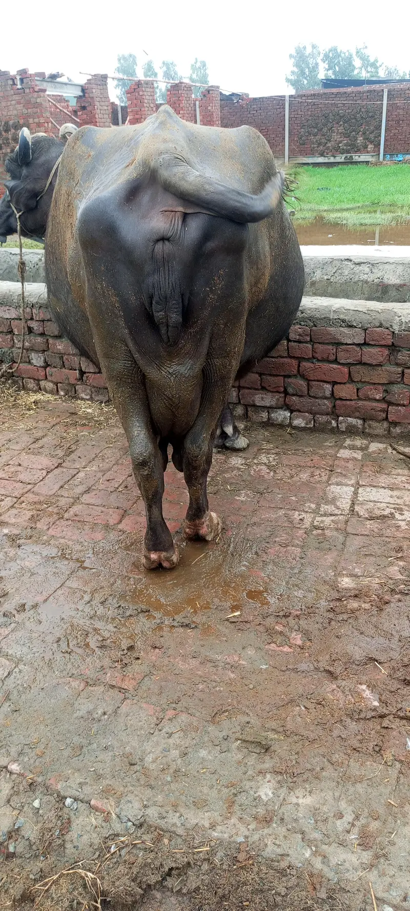 gabban buffalo bhains maj 1 weak baki — photo 3