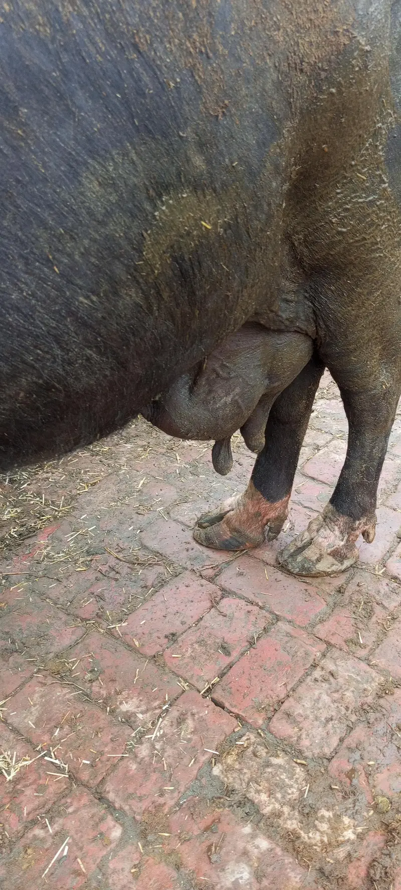 gabban buffalo bhains maj 1 weak baki — photo 4