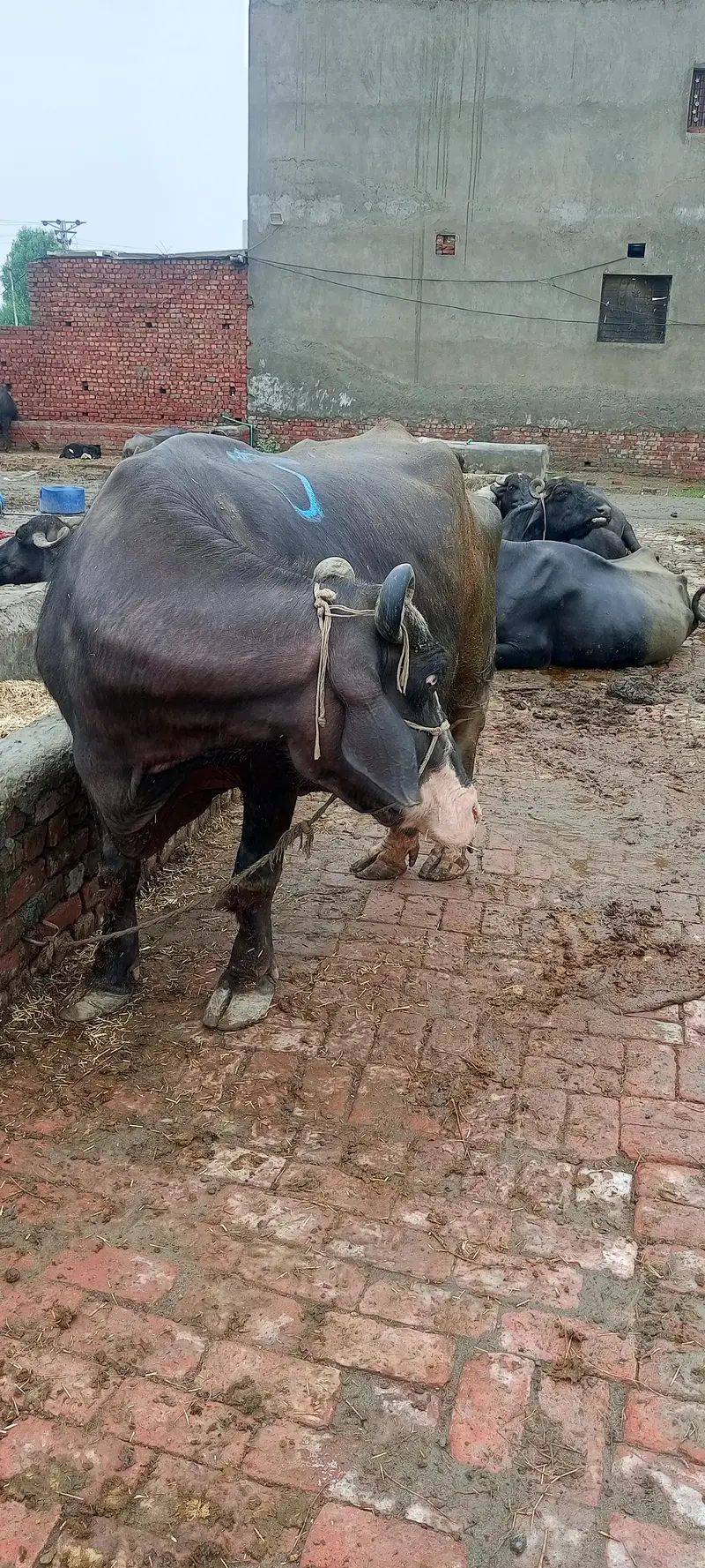 gabban buffalo bhains maj 1 weak baki — photo 5