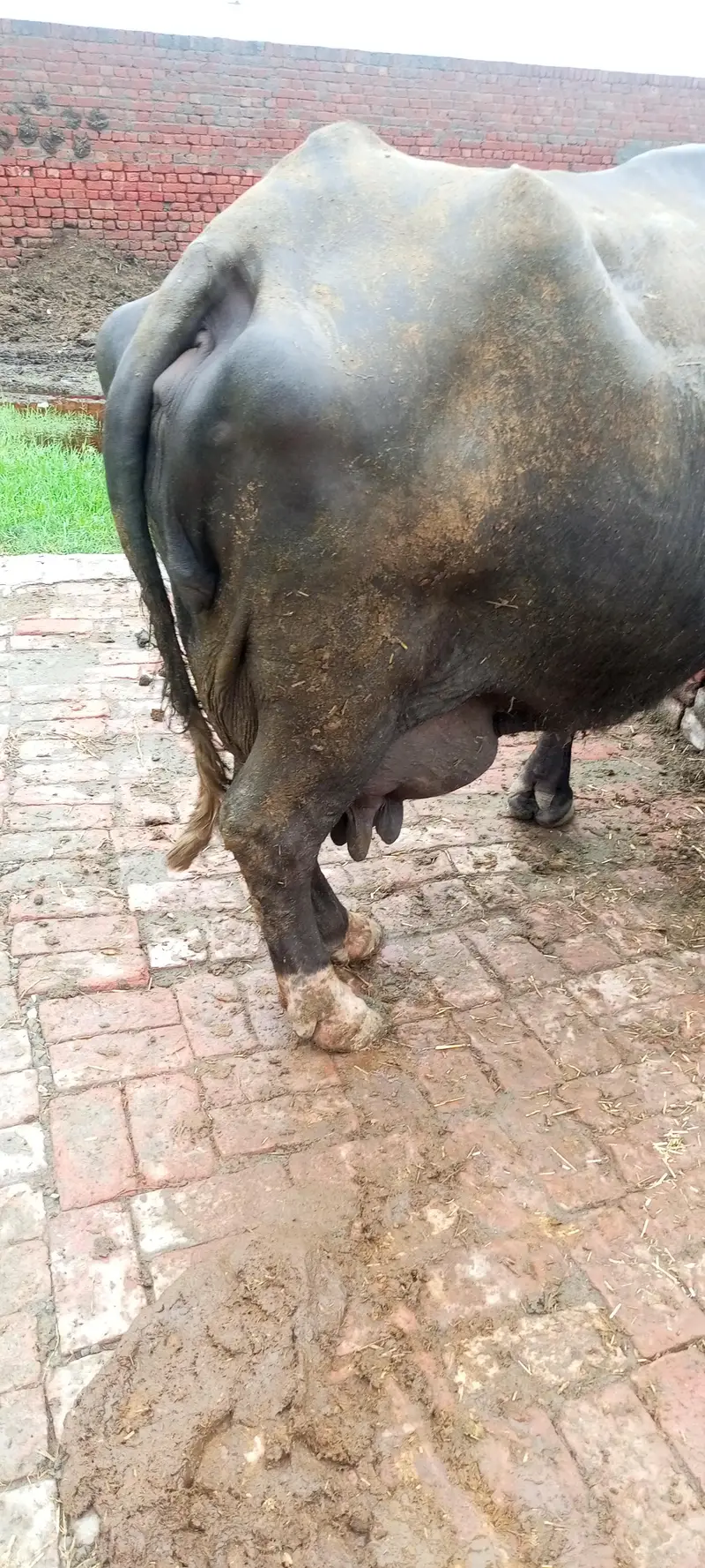 gabban buffalo bhains maj 1 weak baki — photo 6