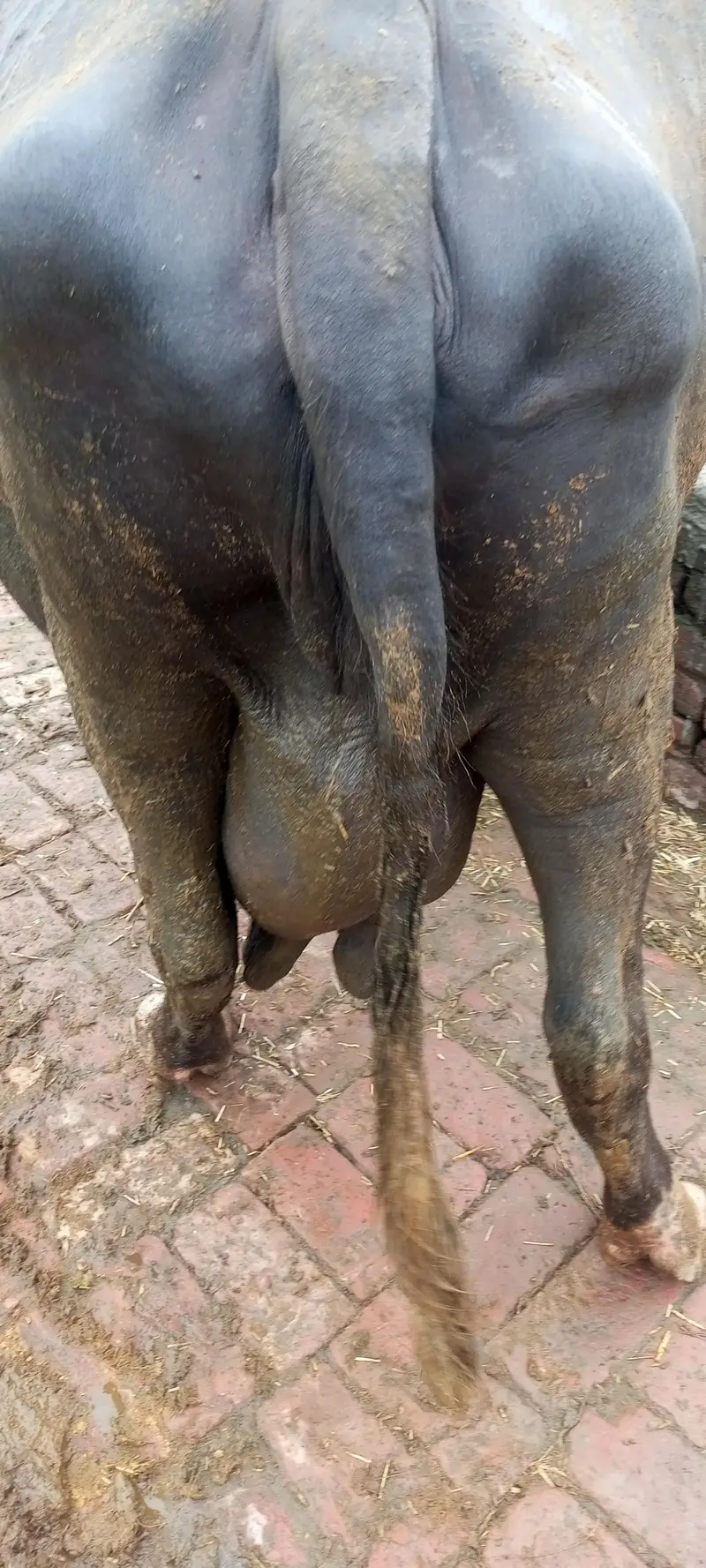 gabban buffalo bhains maj 1 weak baki — photo 7