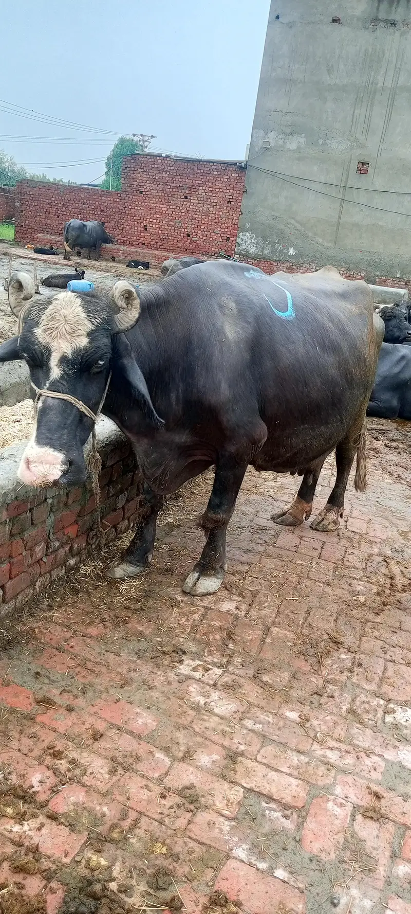 gabban buffalo bhains maj 1 weak baki — photo 8
