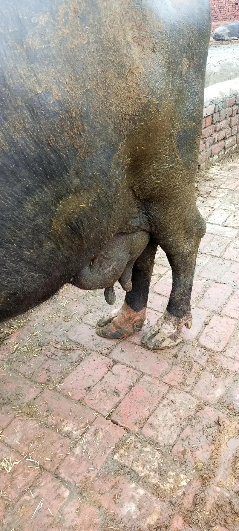 gabban buffalo bhains maj 1 weak baki — photo 9