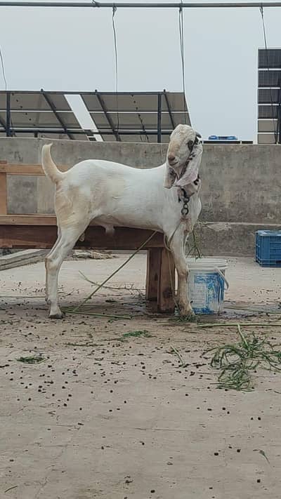 Bakra for sale 10 months old