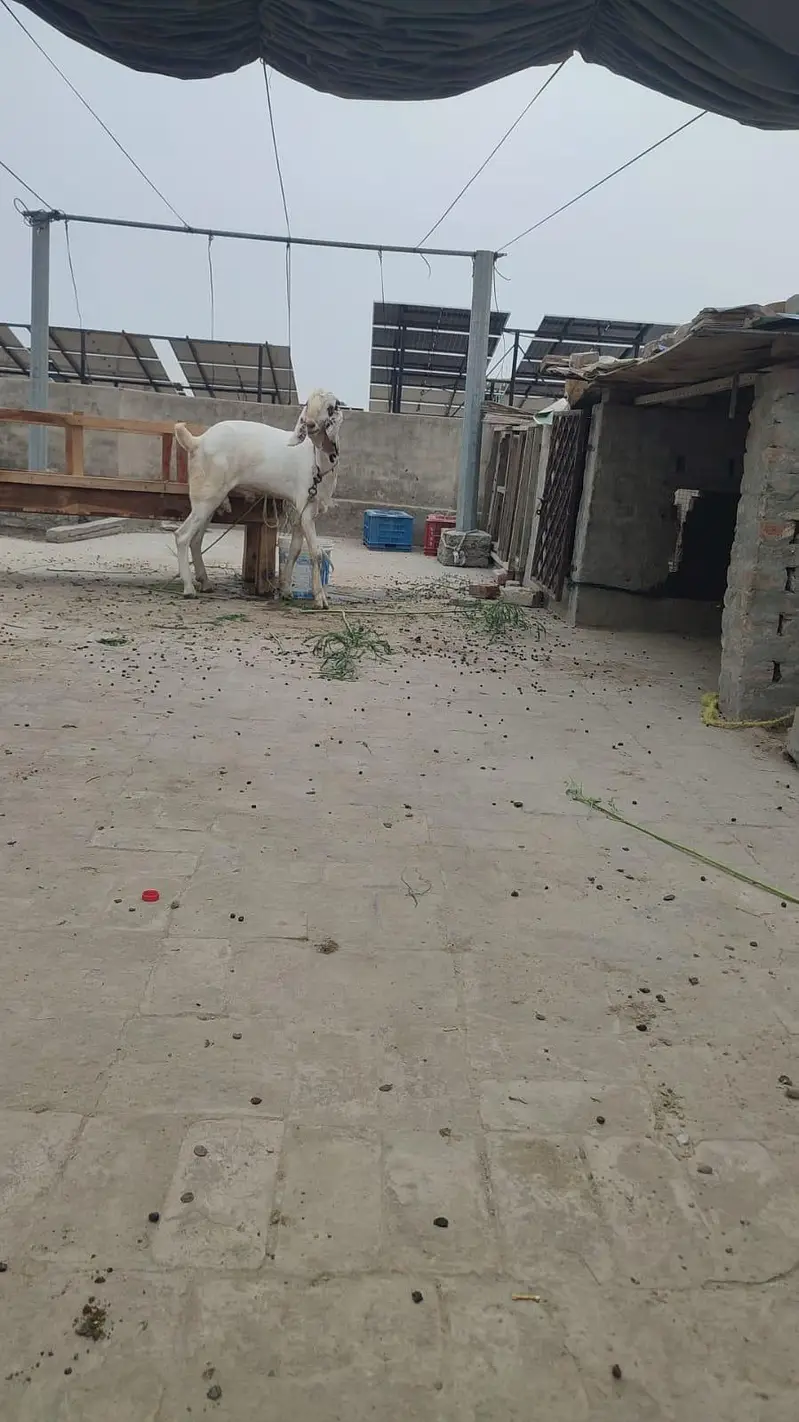 Bakra for sale 10 months old — photo 3