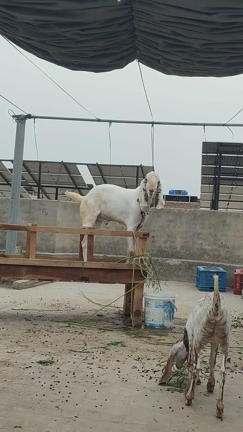 Bakra for sale 10 months old — photo 4