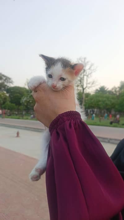 Healthy Cat Available