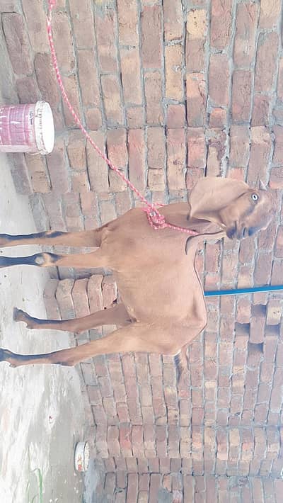 Mujy ye patth cross krwani hai beetal breeder male sy