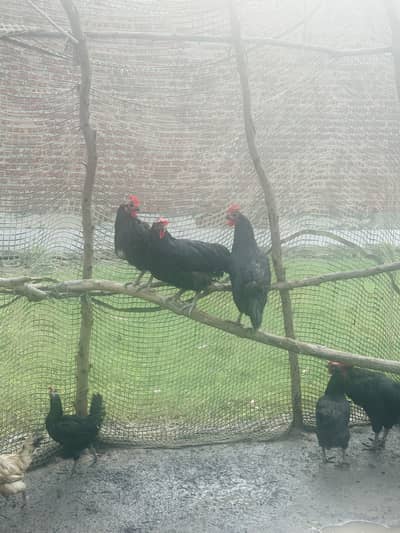 Egg laying Australorp for sale