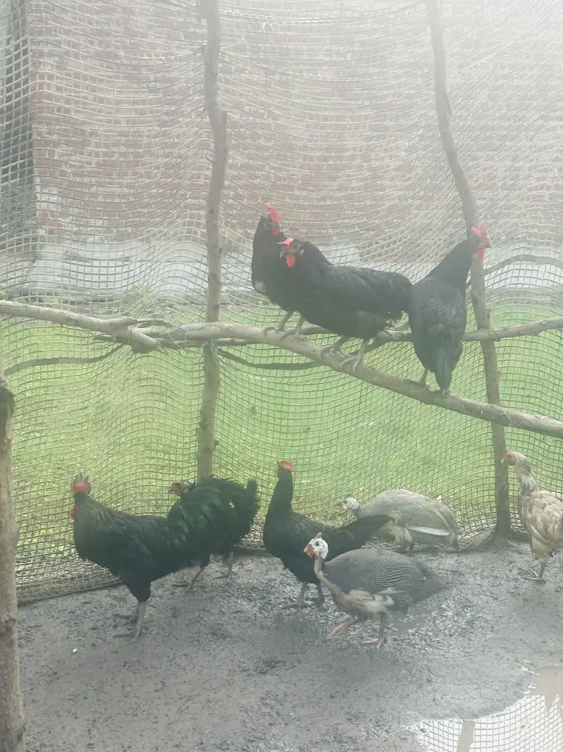 Egg laying Australorp for sale — photo 2