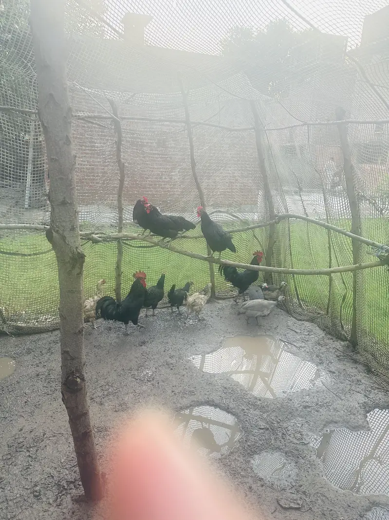 Egg laying Australorp for sale — photo 3