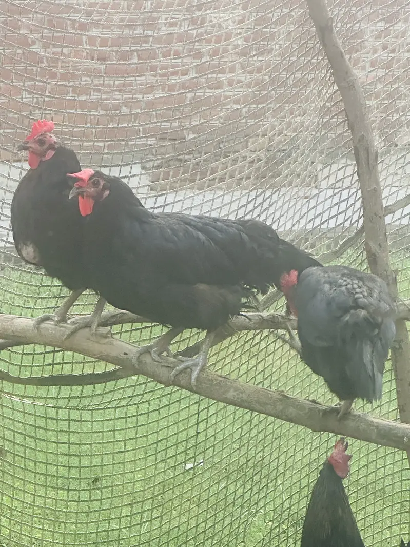 Egg laying Australorp for sale — photo 4