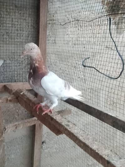 lal Pati Wala pigeon low flyer 03402417478