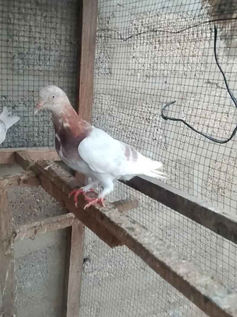 lal Pati Wala pigeon low flyer 03402417478 — photo 2