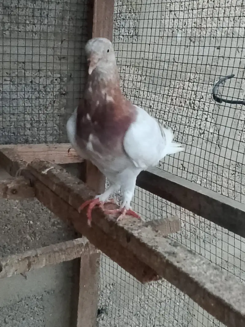 lal Pati Wala pigeon low flyer 03402417478 — photo 3