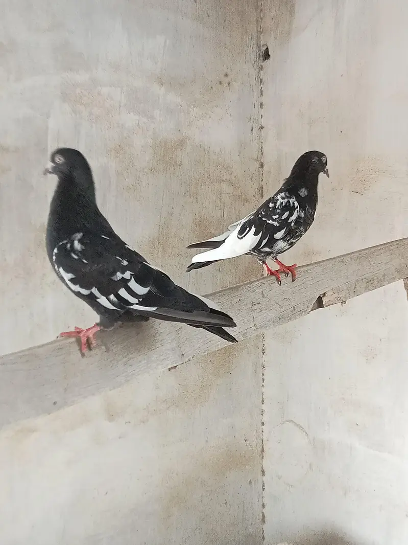 Urgent sale — photo 9