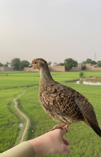 Dakhni teetar big size seeti ka paband