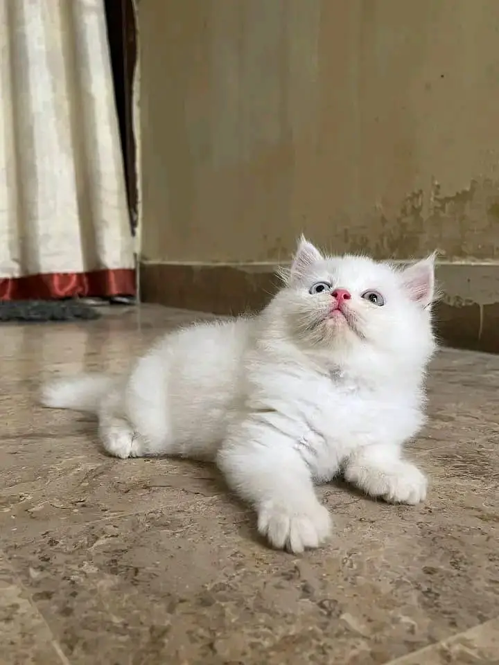 Quality Persian Kittens 3 Coated \/\/atsp 0Ʒ4816363^⁠_⁠^ — photo 2