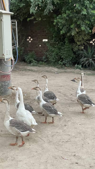 Ducks for Sale