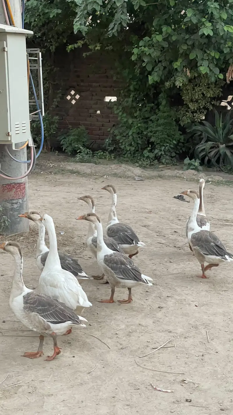 Ducks for Sale