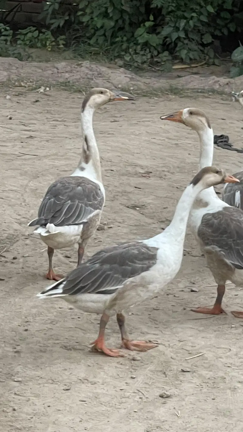Ducks for Sale — photo 2