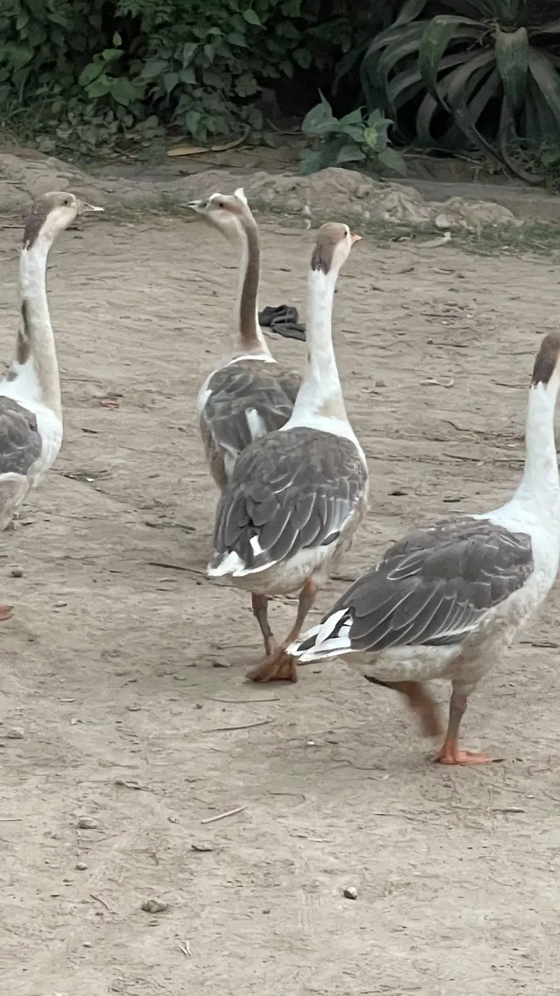 Ducks for Sale — photo 3